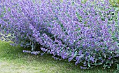 NEPETA SIX HILLS GIANT