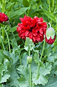 PAPAVER SOMNIFERUM SERIOUSLY SCARLET