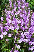 PHLOX MACULATA DELTA