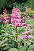 RODGERSIA PINNATA SUPERBA