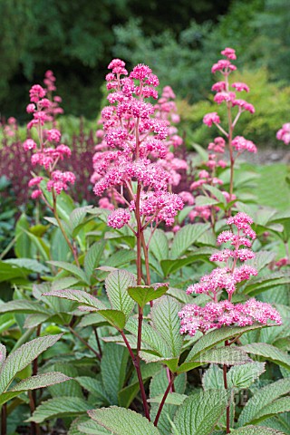 RODGERSIA_PINNATA_SUPERBA