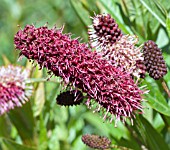 SANGUISORBA MENZIESII