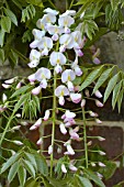 WISTERIA FLORIBUNDA ROSEA