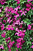 CLEMATIS ABUNDANCE