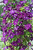 CLEMATIS WARSZAWSKA NIKE