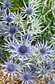 ERYNGIUM BOURGATII