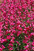 PENSTEMON GARNET