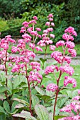 RODGERSIA PINNATA SUPERBA