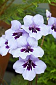 STREPTOCARPUS HEIDI