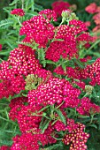 ACHILLEA PAPRIKA