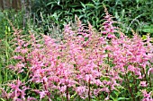 ASTILBE BRESSINGHAM BEAUTY