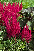 ASTILBE FANAL