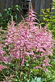 ASTILBE ARENDSII BRESSINGHAM BEAUTY