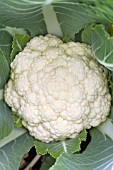 BRASSICA OLERACEA BOTRYTIS AVALANCHE