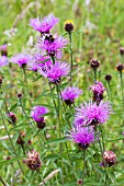 CENTAUREA SCABIOSA