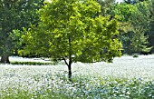 CHRYSANTHEMUM LEUCANTHEMUM