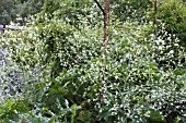 CRAMBE CORDIFOLIA