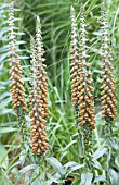 DIGITALIS PARVIFLORA