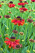 HELENIUM MOERHEIM BEAUTY