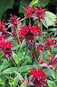 MONARDA CAMBRIDGE SCARLET