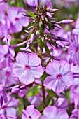 PHLOX MACULATA DELTA