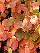 PARTHENOCISSUS QUINQUEFOLIA (VIRGINIA CREEPER)