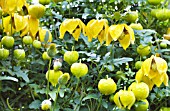 CLEMATIS TANGUTICA