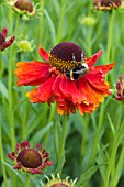 HELENIUM MOERHEIM BEAUTY