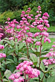 RODGERSIA PINNATA SUPERBA