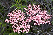 SAMBUCUS NIGRA EVA (BLACK LACE)