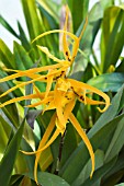 BRASSIA HYBRID