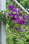 CLEMATIS ETOILE VIOLETTE