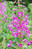 EPILOBIUM ANGUSTIFOLIUM