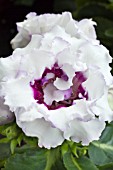 GLOXINIA BROCADE DOUBLE MIXED