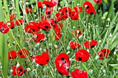 PAPAVER RHOEAS LADYBIRD