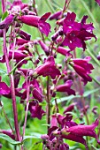 PENSTEMON BURGUNDY BREW