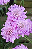 SCABIOSA PINK MIST