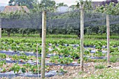 STRAWBERRY NETTING