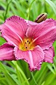 HEMEROCALLIS SUMMER WINE