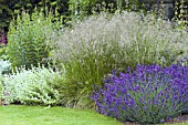 LAVANDULA HIDCOTE, CALAMAGROTIS BRACHYTRICHA, & BALLOTA ACETAULOSA