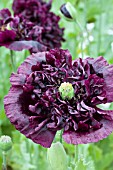 PAPAVER SOMNIFERUM BLACK BEAUTY