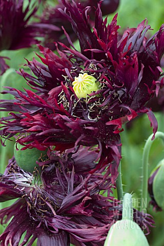 PAPAVER_SOMNIFERUM_BLACKCURRANT_FIZZ