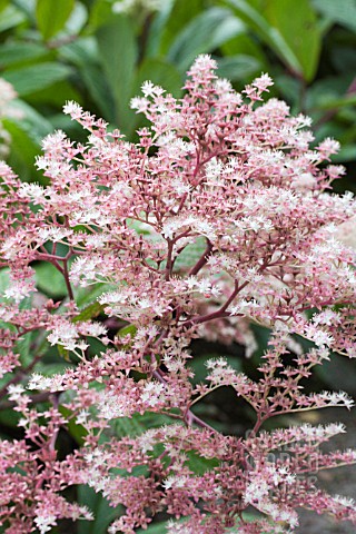 RODGERSIA_SAMBUCIFOLIA