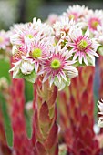 SEMPERVIVUM TECTORUM