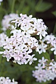 SILENE ARMERIA ELECTRA