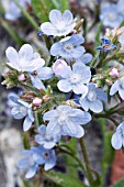 ANCHUSA AZUREA SOFT BLUE