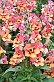 ANTIRRHINUM PEACHY