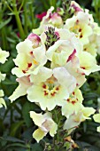 ANTIRRHINUM YELLOW & MAROON