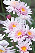 ARGYRANTHEMUM PERCUSSION CYMBALS LIGHT PINK