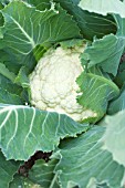 BRASSICA OLERACEA BOTRYTIS PAVALION